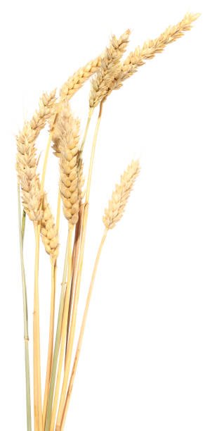 istock Bunch of ripe wheat ears. 1142264743