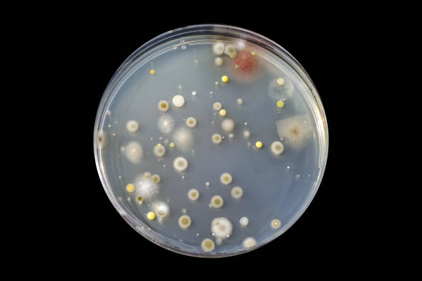 栄養寒天上で成長した異なる細菌やカビ菌のコロニー - staphylococcus epidermidis ストックフォトと画像