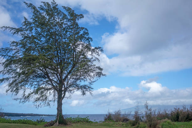 Olive tree by the sea