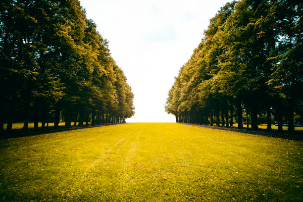 Scenic view of a gravel park path lined with trimmed green trees under a cloudy summer sky