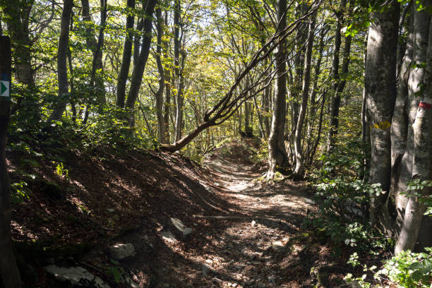 istock walk on the antola mountain on a sunny day 1142266247