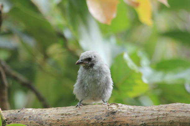 istock A beautiful juvenile specimen black headed tanager songbird on Rusby (Pehria compacta) tree 1142267259