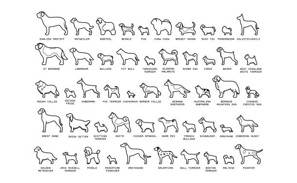 sada kreslených psů izolovaných na bílém pozadí - irský teriér stock ilustrace