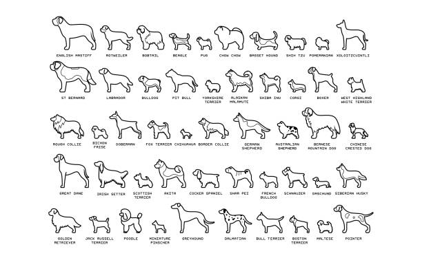 흰색 배경에 고립 된 만화 개 세트 - purebred dog illustrations stock illustrations