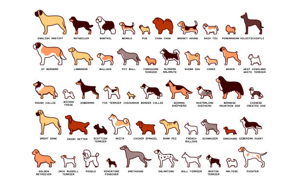vektorová sada kreslených psů izolovaných na bílém pozadí - irský teriér stock ilustrace