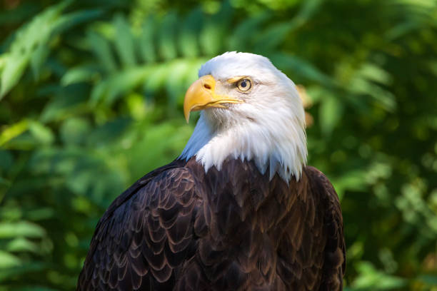 istock Bald Eagle Portrait With Green Leaves in the Background 1142268575