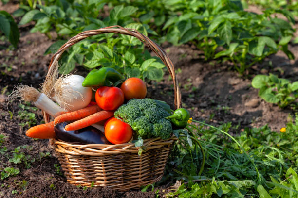 庭から採れた有機野菜がいっぱいの籐のかご - vegies vegetable basket residential structure ストックフォトと画像