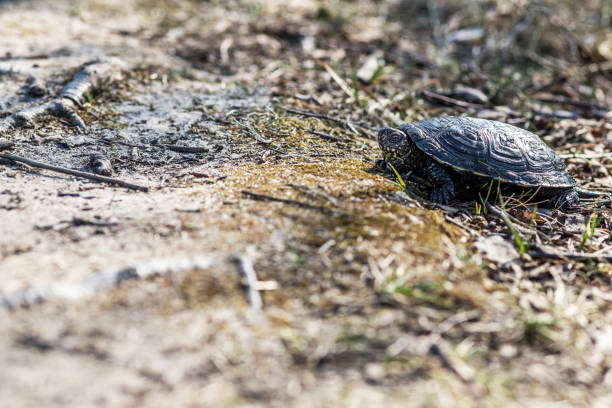 istock European pond turtle, Emys orbicularis 1142270145