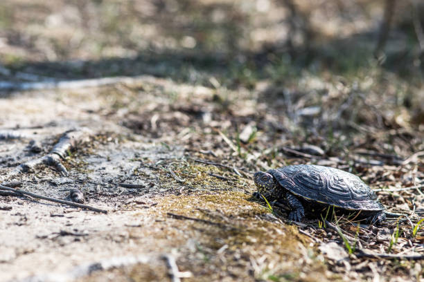 istock European pond turtle, Emys orbicularis 1142270168