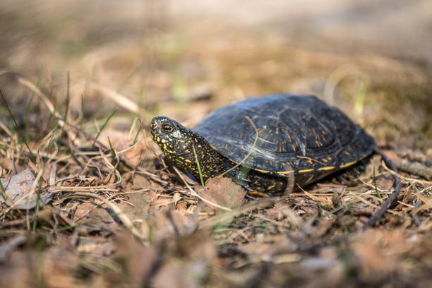 European pond turtle, Emys orbicularis in nature