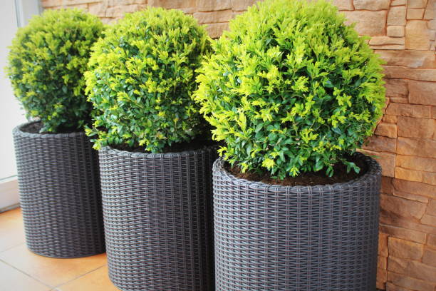Three modern pots with spherical trimmed decorative Buxus tree . Three modern pots with spherical trimmed decorative Buxus tree boxwood stock pictures, royalty-free photos & images