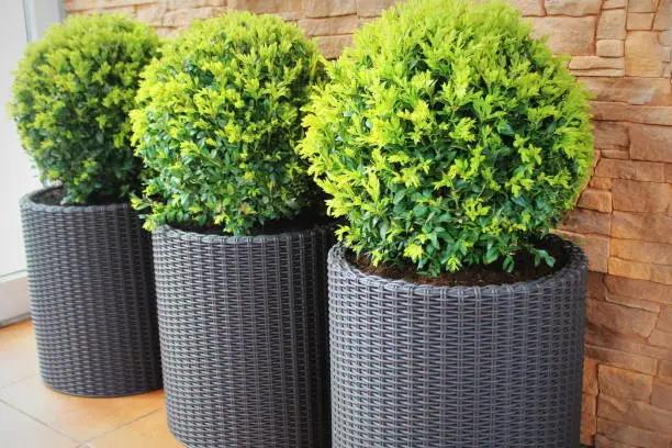Three modern pots with spherical trimmed decorative Buxus tree