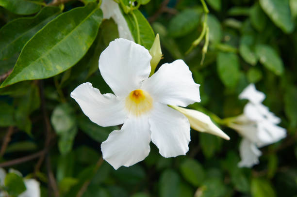 istock Allamanda  cathartica white flowers with green 1142271187