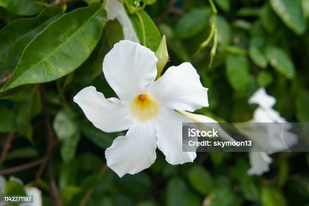 Foto de Flores Brancas Do Cathartica De Allamanda Com Verde e mais fotos de  stock de Allamanda - iStock