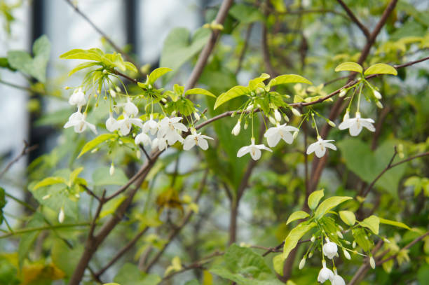 istock Wrightia religiosa or water jasmine shrub with white flowers 1142271189