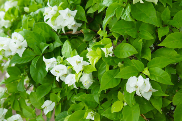 istock Bougainvillea imperial delight white  flowers 1142271223