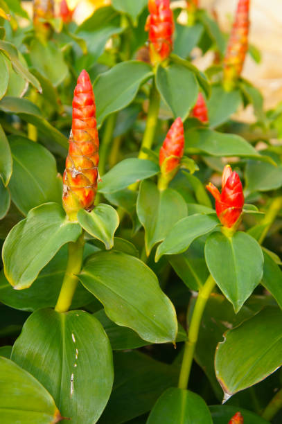 istock Costus woodsonii or red button ginger vertical 1142271233