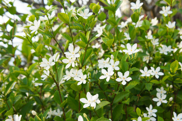 istock Jasmine white flowers shrub background 1142271494