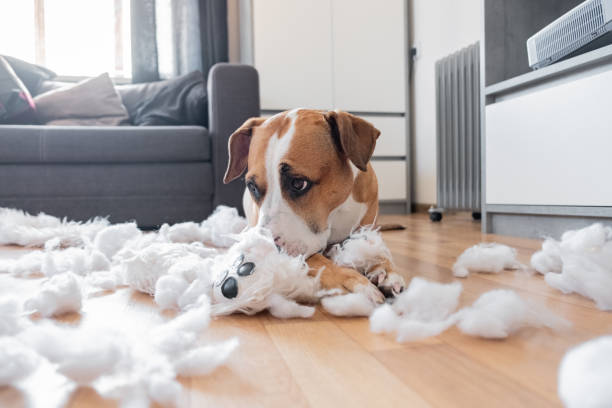 istock Guilty dog and a destroyed teddy bear at home 1142271557