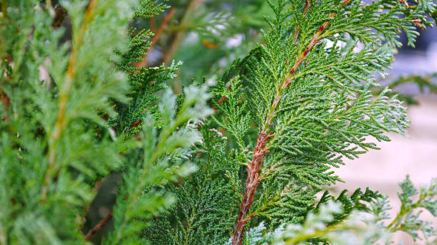 istock Green Christmas leaves of Thuja trees background 1142271561