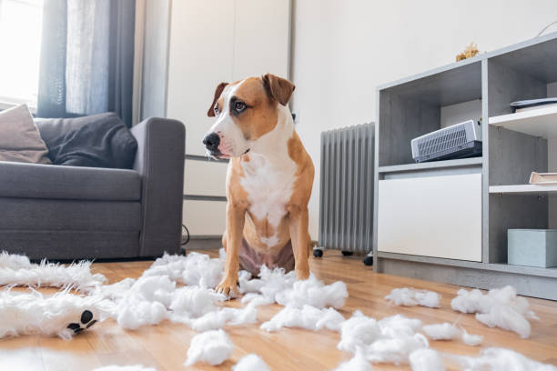 Guilty dog and a destroyed teddy bear at home Staffordshire terrier sits among a torn fluffy toy, funny guilty look mischief stock pictures, royalty-free photos & images