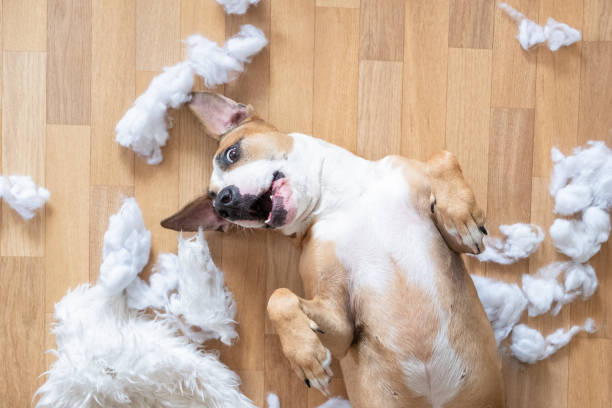Playful dog among torn pieces of a pillow on the floor, top view Funny staffordshire terrier having fun destroying homeware mischief photos stock pictures, royalty-free photos & images