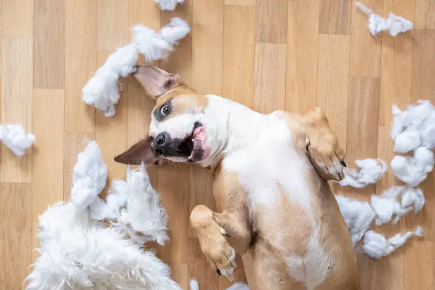 Photo of Playful dog among torn pieces of a pillow on the floor, top view