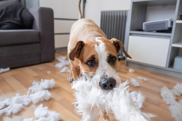 istock A dog destroying a fluffy pillow at home 1142271580