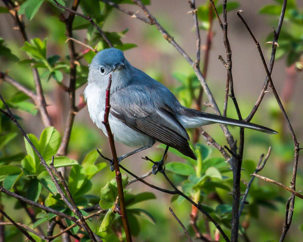 istock Blue Grey Gnatcatcher bird on branches 1142271658