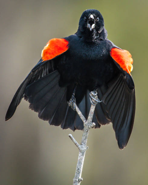 istock Red Winged Blackbird on a branch 1142271866
