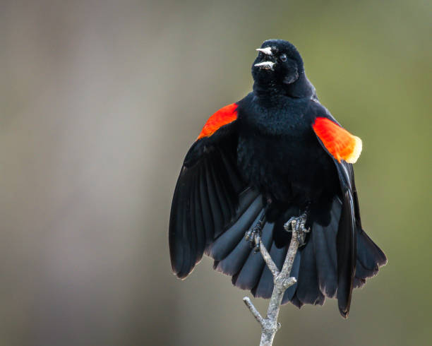 istock Red Winged Blackbird on a branch 1142271939