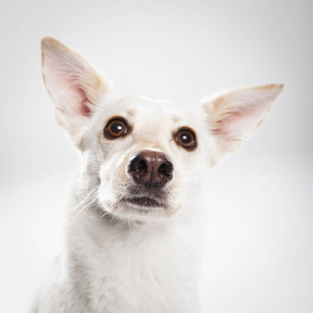 istock Studio portrait of an expressive white mongrel dog 1142271999