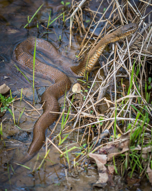 istock Black snake in the woods 1142272049