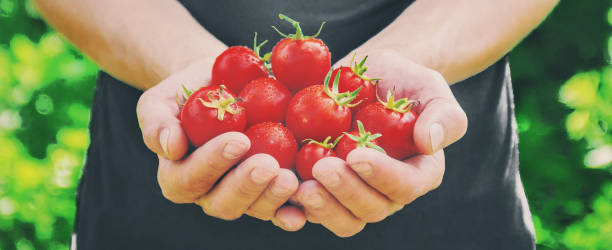 istock A man is holding homemade tomatoes in his hands. selective focus 1142272725