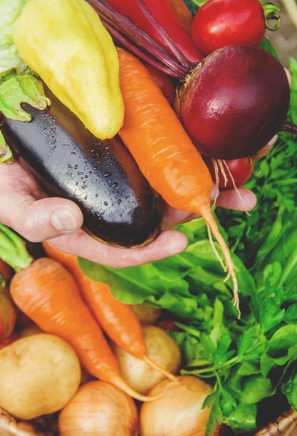 istock Child and vegetables on the farm. Selective focus. 1142272745