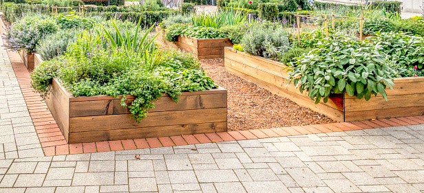 Raided beds in an urban garden growing plants herbs spices and vegetables.