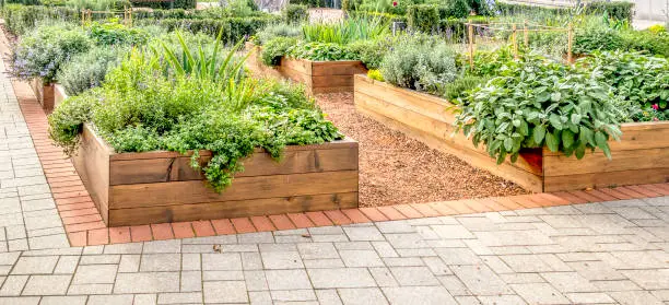 Raided beds in an urban garden growing plants herbs spices and vegetables.