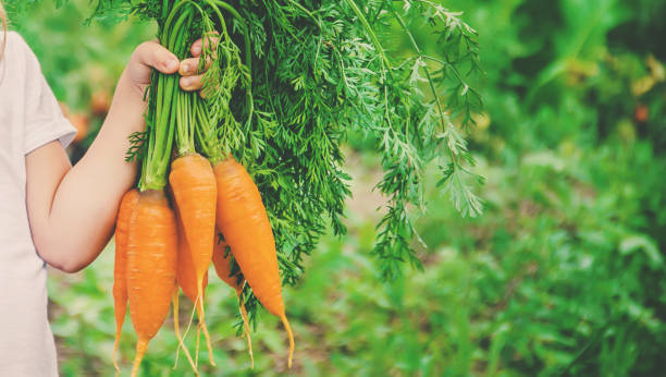 istock Child and vegetables on the farm. Selective focus. 1142272768