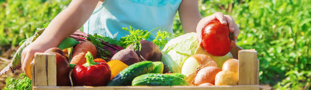 istock Child and vegetables on the farm. Selective focus. 1142272775
