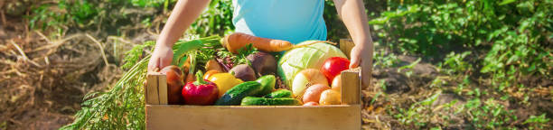 istock Child and vegetables on the farm. Selective focus. 1142272777