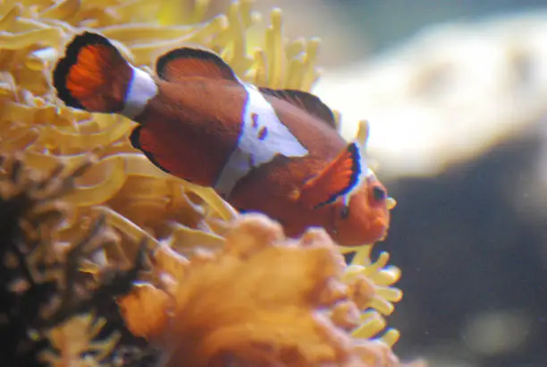 Really Cute Orange and White Striped Clownfish