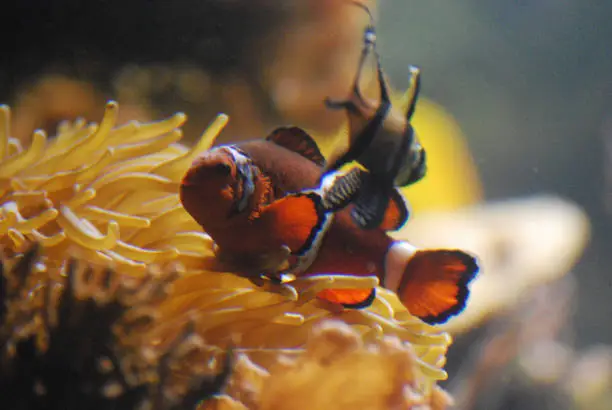 Cute Orange and White Clownfish with a friend