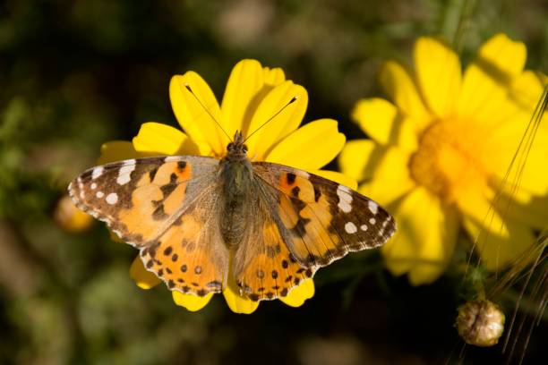 istock Wild painted lady butterfly with flower 1142273045