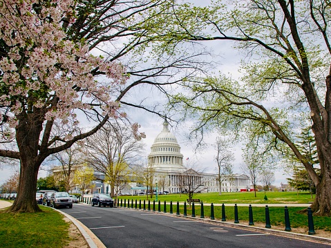 Capitol building in Springtime