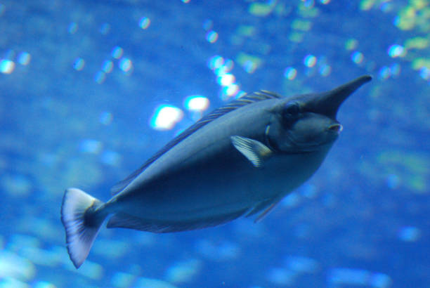istock Unicorn Fish Swimming Under the Water 1142273795
