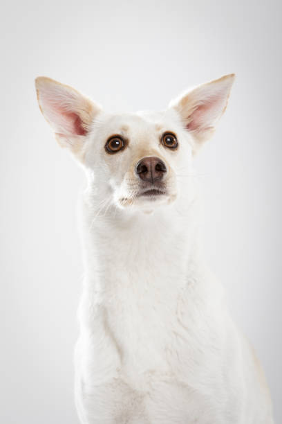 istock Studio portrait of an expressive white mongrel dog 1142273797