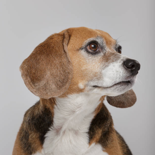 istock Studio portrait of an expressive Beagle dog 1142273817