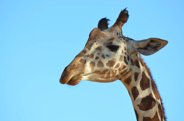 istock Great Capture of a Giraffe 1142274010