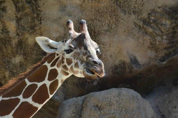 Giraffe making what appears to be an angry face.