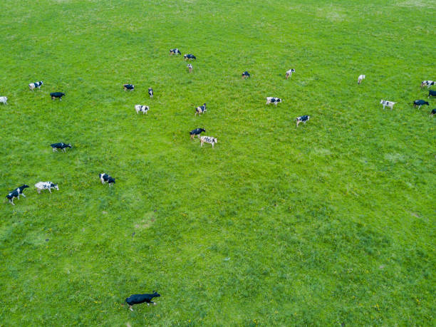 istock Cows graze in a green meadow. 1142275020